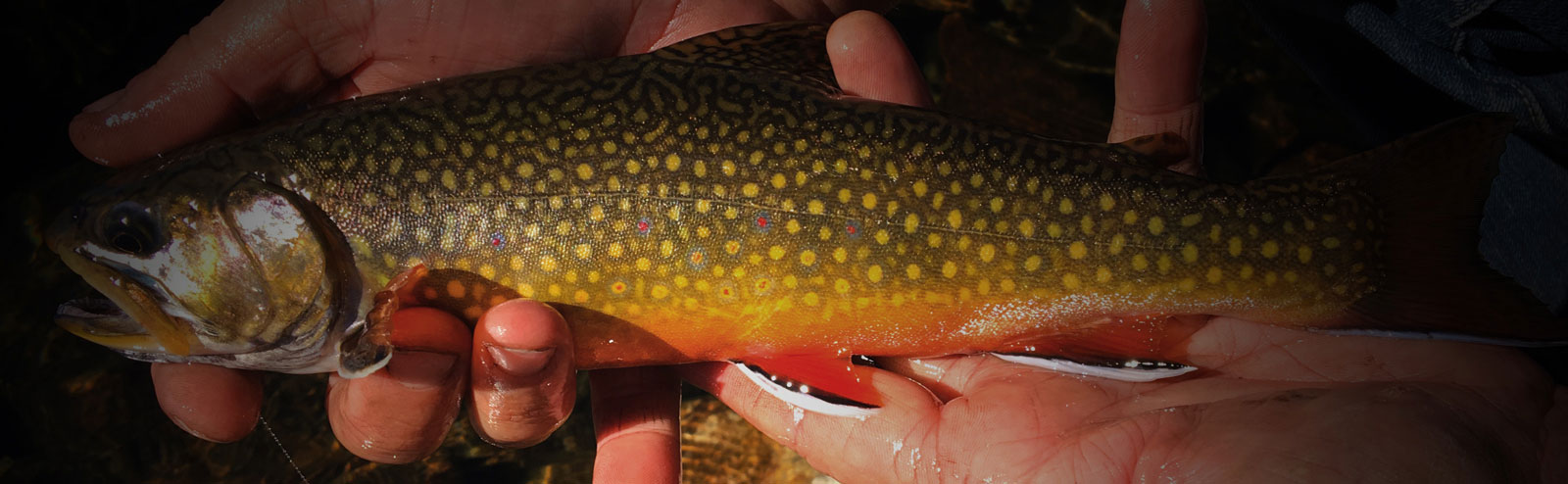 High Sierra Fishing Tactics  The Trout Report - Fishing Articles