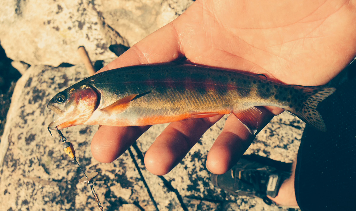 Golden Trout from Lake Muriel